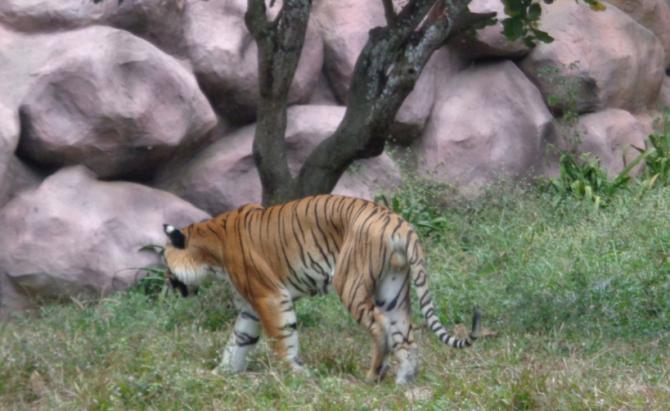 Visit to Bannerughatta National Park