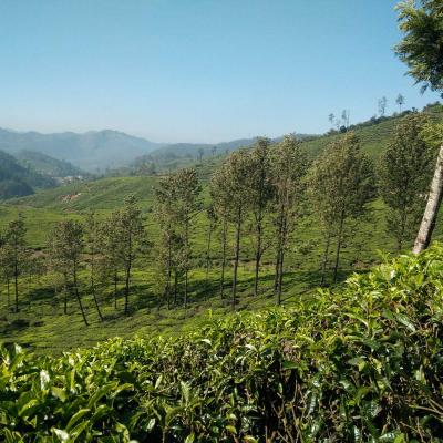Evergreen Munnar..!!