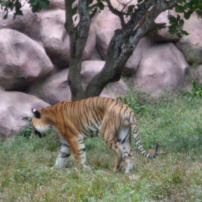 Visit to Bannerughatta National Park