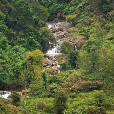 நீலகிரி நாடோடி