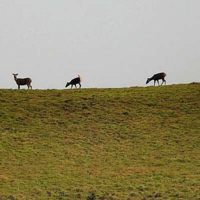 TALES FROM WESTERN GHATS