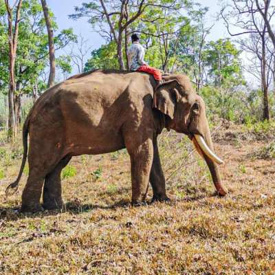 കാട് കാണാം മുത്തങ്ങയിലൂടെ