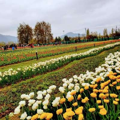Tulip garden srinagar