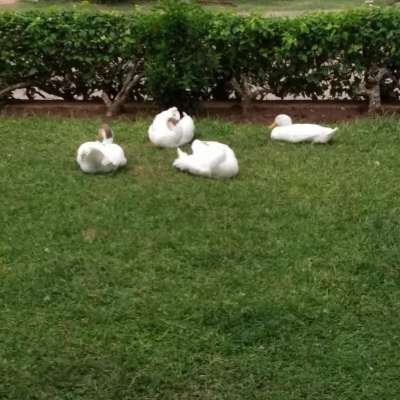 An Short- Drive ,Self-Drive Wholesome Travel to Culture  Capital of Karnataka from Present Capital.