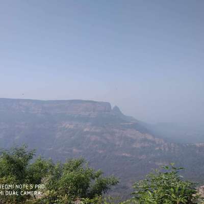 Forest On The Forehead