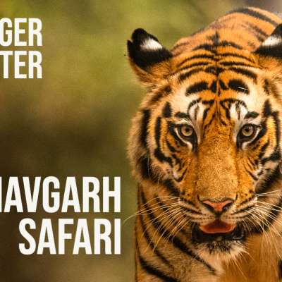 Bandhavgarh National Park | 3 Tigers Spotted | Tala Zone Jungle Safari