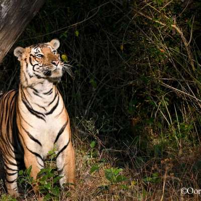 A lucky encounter with a big cat in Kabini