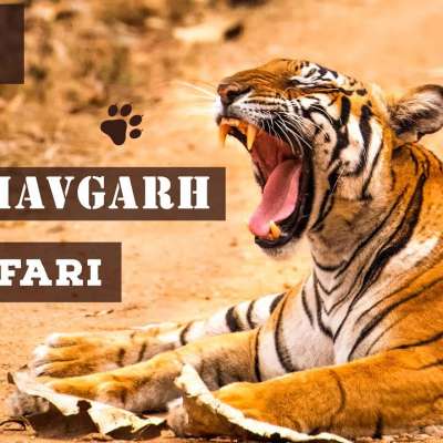 Bandhavgarh National Park | 4 Tigers and 1 leopard Spotted | Magadhi Zone Jungle Safari - EP 4