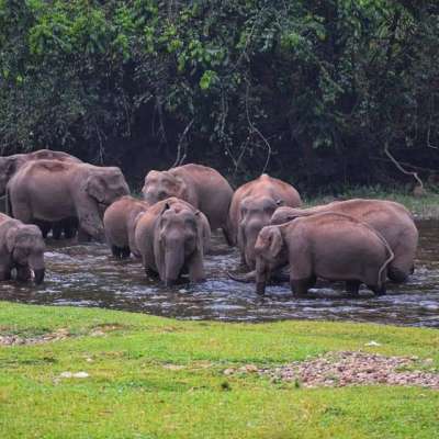 ആനകളുടെ നീരാട്ട് കാണാൻ ആനകുളത്തേക്ക് ഒരു യാത്ര