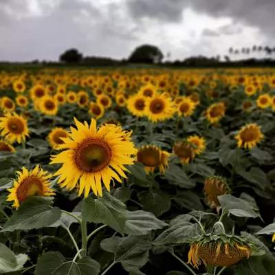 സൂര്യന്മാർ പൂത്ത പാടം തേടി.. സുന്ദരപ്പാണ്ട്യപുരം 