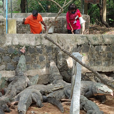 Crocodile Park, Chennai