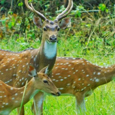Bandipur Jungle Safari. 