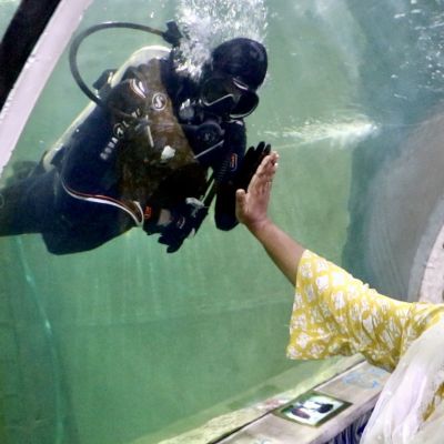 വർണ്ണ മത്സ്യങ്ങളുടെ അത്ഭുതലോകം