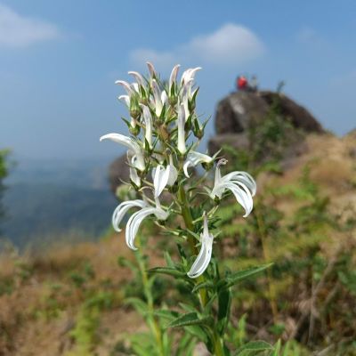 Trek to Pandavara Gudda, Sakaleshapura, Karnataka
