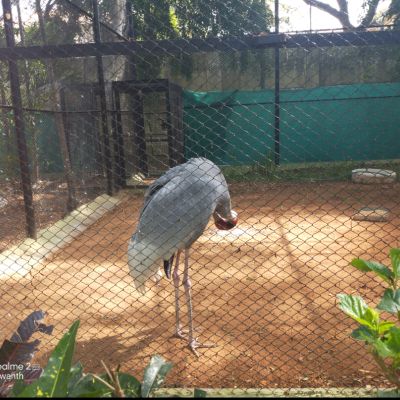 Mysore Zoo : The Chamarajendra Zoological Garden