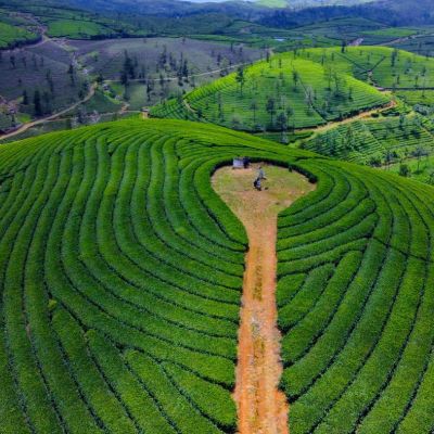 വാഗമണ്ണിലെ മനോഹരമായ തേയില ഗ്രാമങ്ങള്‍